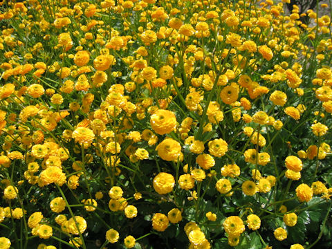 Ranunculus repens 'Gold Coin'