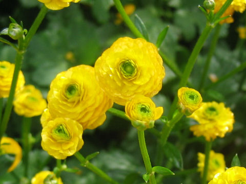 Ranunculus repens 'Gold Coin'