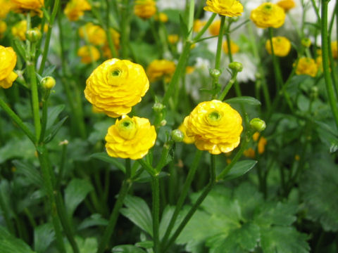 Ranunculus repens 'Gold Coin'