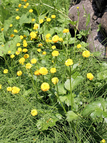 Ranunculus repens 'Gold Coin'