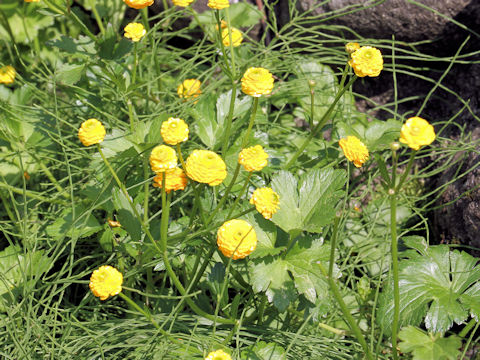 Ranunculus repens 'Gold Coin'