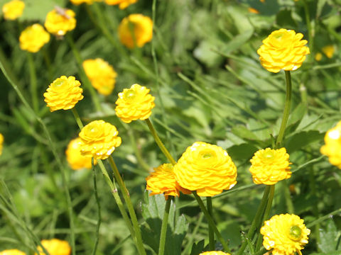 Ranunculus repens 'Gold Coin'