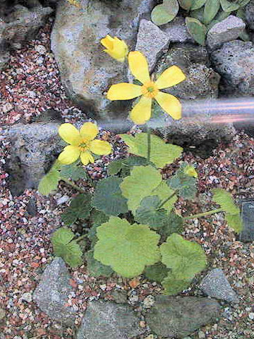 Ranunculus insignis