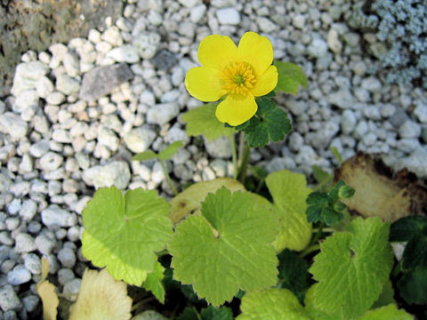 Ranunculus insignis