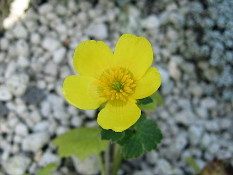 Ranunculus insignis