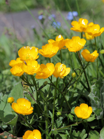 Ranunculus montanus