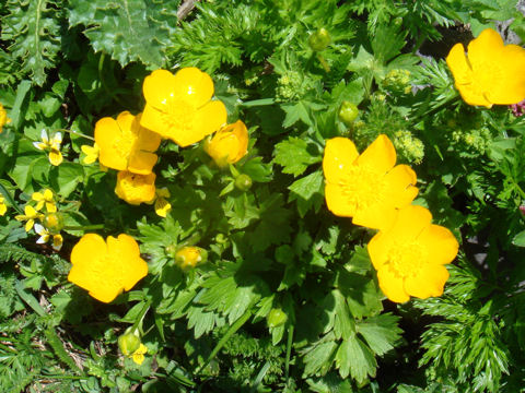 Ranunculus montanus