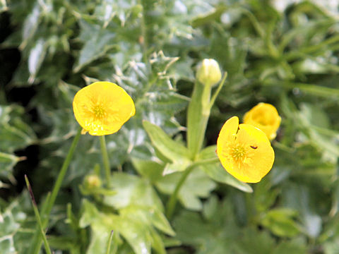 Ranunculus montanus