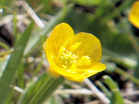 Ranunculus montanus