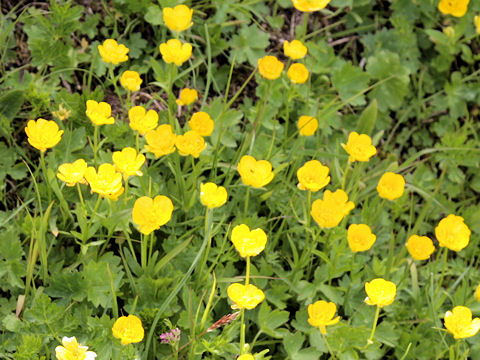 Ranunculus montanus