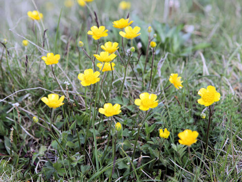 Ranunculus montanus