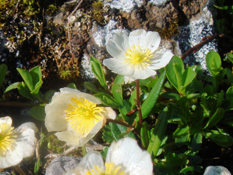 Ranunculus parnassifolius