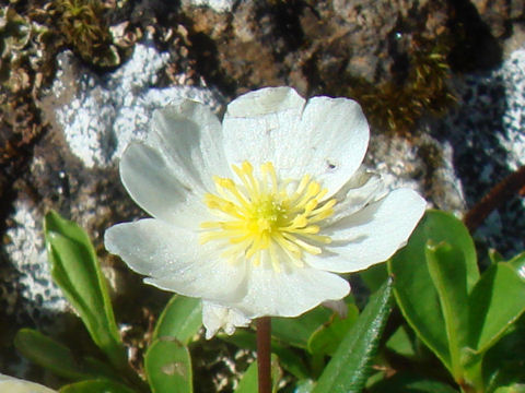 Ranunculus parnassifolius