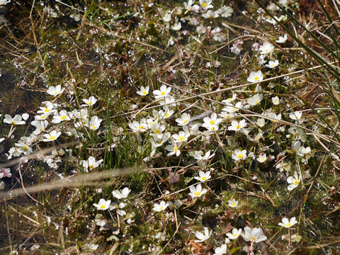 Ranunculus peltatus