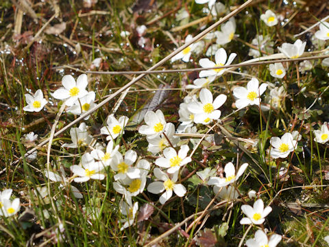 Ranunculus peltatus