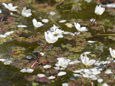 Ranunculus peltatus