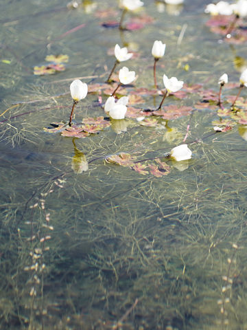 Ranunculus peltatus