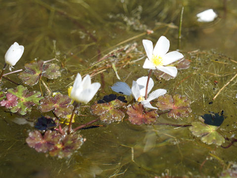 Ranunculus peltatus