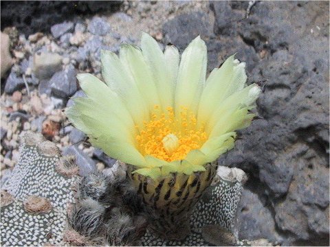 Astrophytum myriostigma