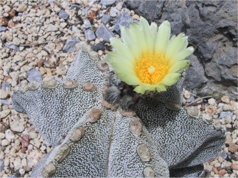 Astrophytum myriostigma