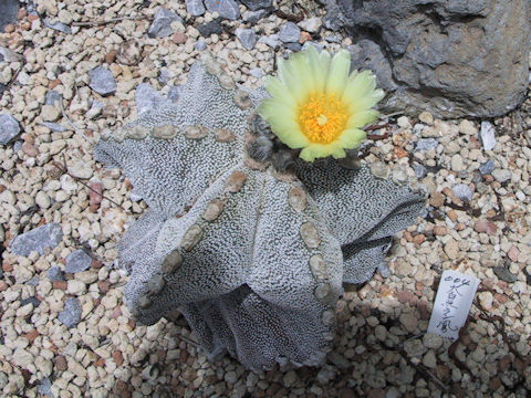 Astrophytum myriostigma