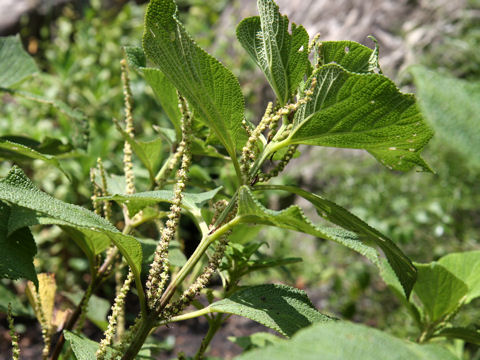 Boehmeria biloba