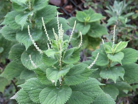 Boehmeria biloba