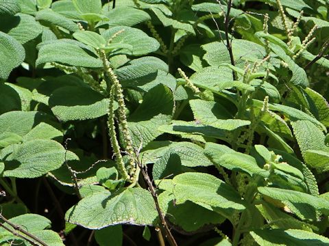 Boehmeria biloba