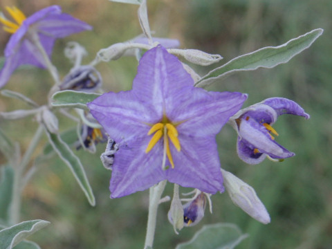 Solanum elaeagnifolium