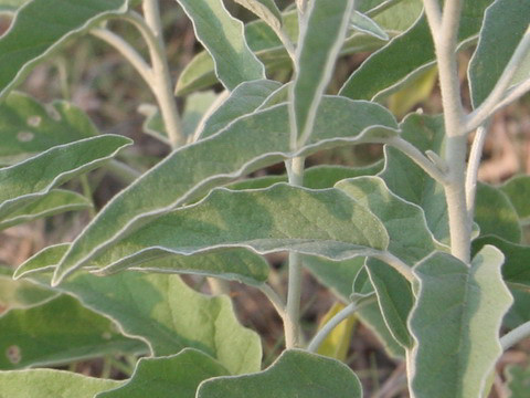 Solanum elaeagnifolium