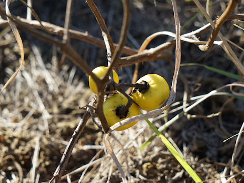 Solanum elaeagnifolium