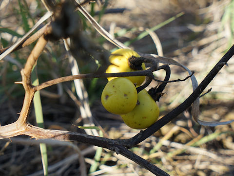 Solanum elaeagnifolium