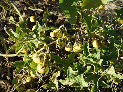 Solanum elaeagnifolium