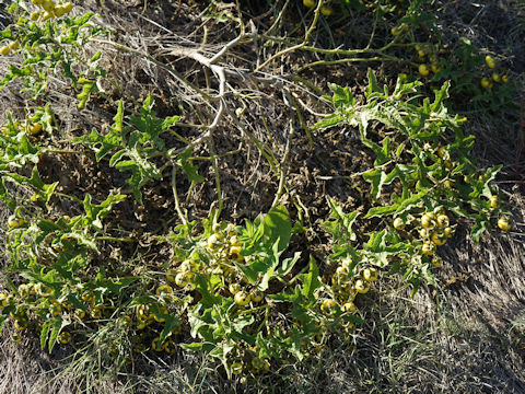 Solanum elaeagnifolium