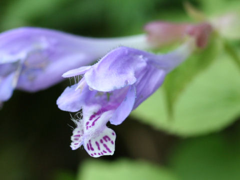 Meehania urticifolia