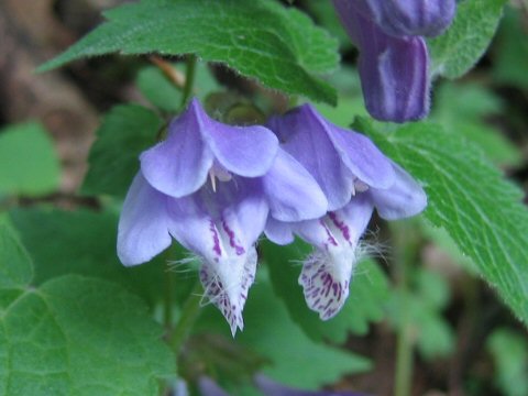 Meehania urticifolia