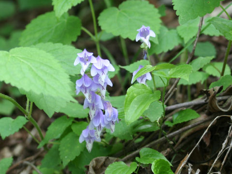 Meehania urticifolia