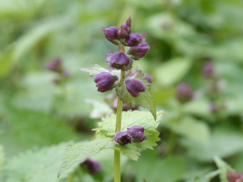 Meehania urticifolia