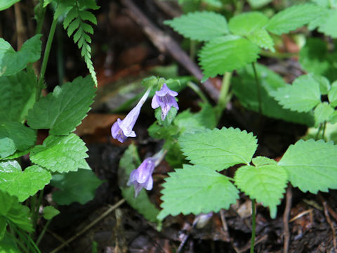 Meehania urticifolia