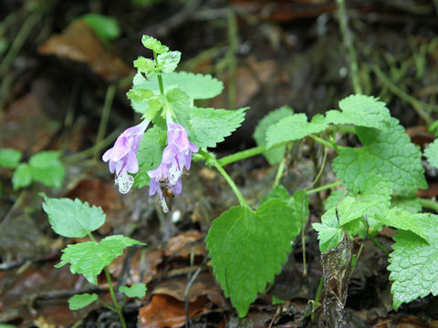 Meehania urticifolia