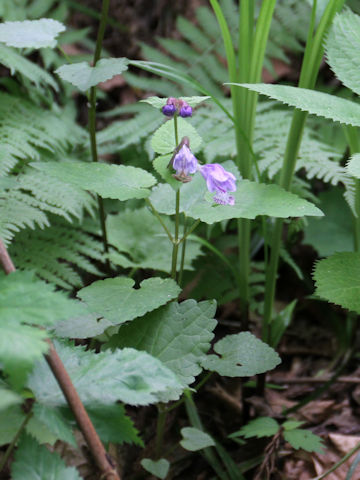 Meehania urticifolia