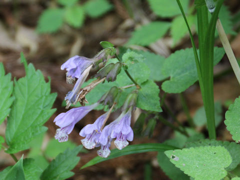 Meehania urticifolia