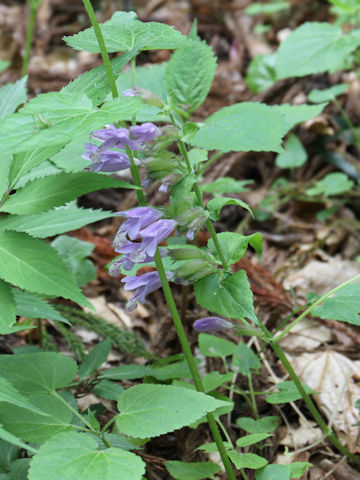 Meehania urticifolia