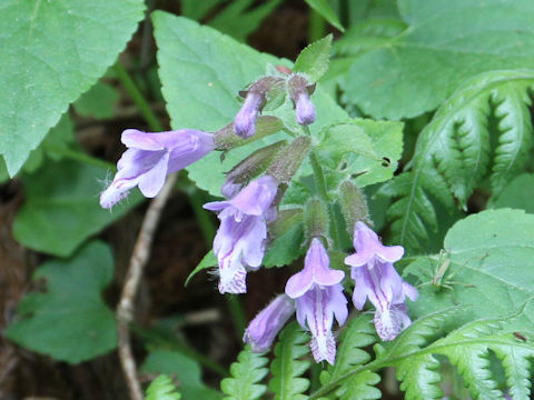 Meehania urticifolia