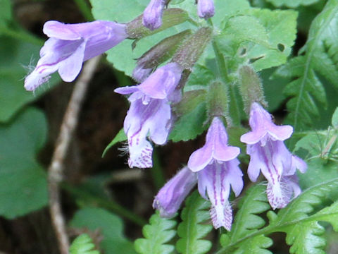 Meehania urticifolia