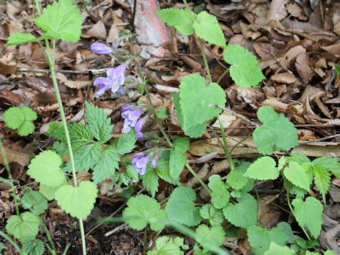 Meehania urticifolia