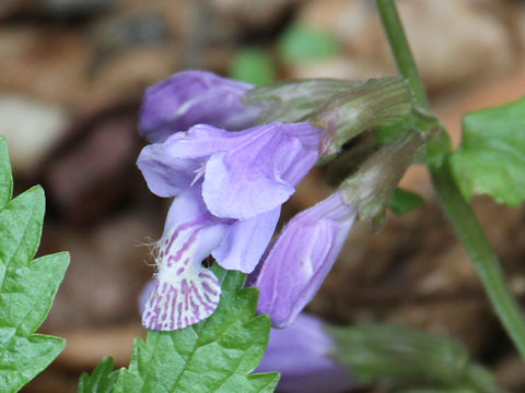 Meehania urticifolia