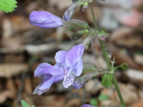 Meehania urticifolia