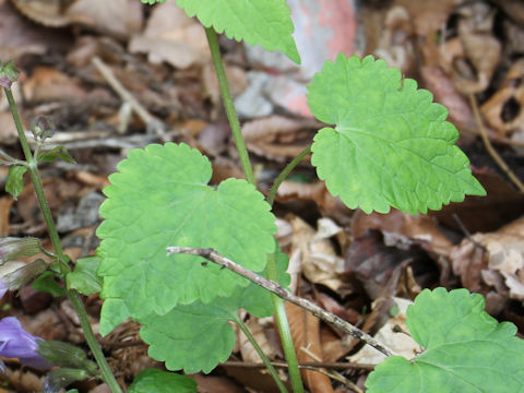 Meehania urticifolia