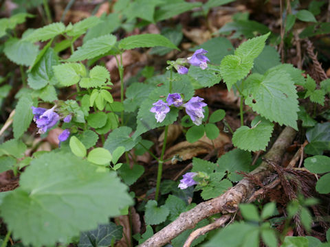 Meehania urticifolia